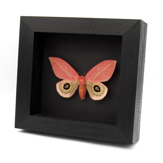 World rarity real pink Saturn moth framed taxidermy - Leucanella flammans - female - repaired tear