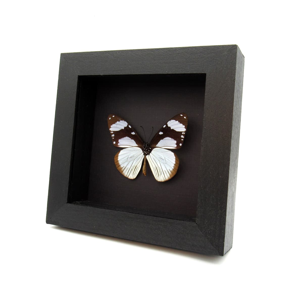 Real African Friar butterfly framed taxidermy - Amauris niavius