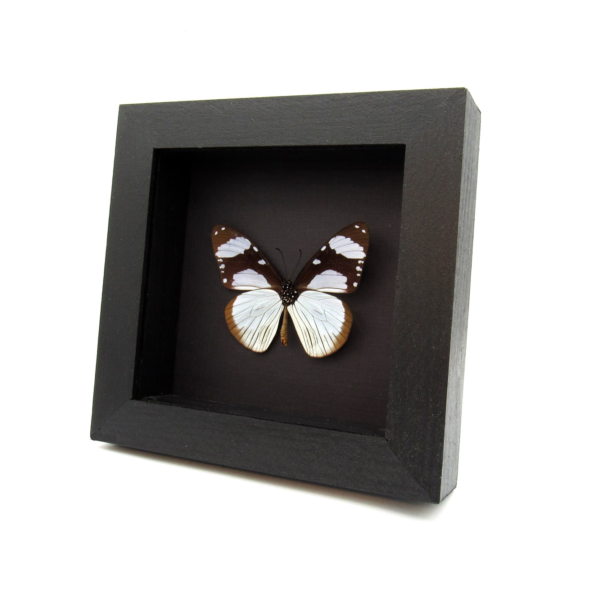 Real African Friar butterfly framed taxidermy - Amauris niavius