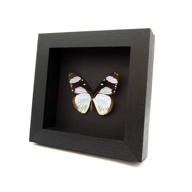 Real African Friar butterfly framed taxidermy - Amauris niavius
