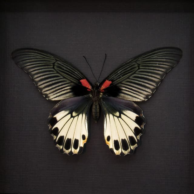 Real Great Mormon butterfly framed - Papilio memnon agenor - female