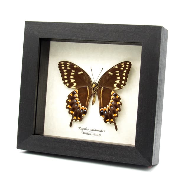 Real Laurel butterfly framed taxidermy - Papilio palamedes