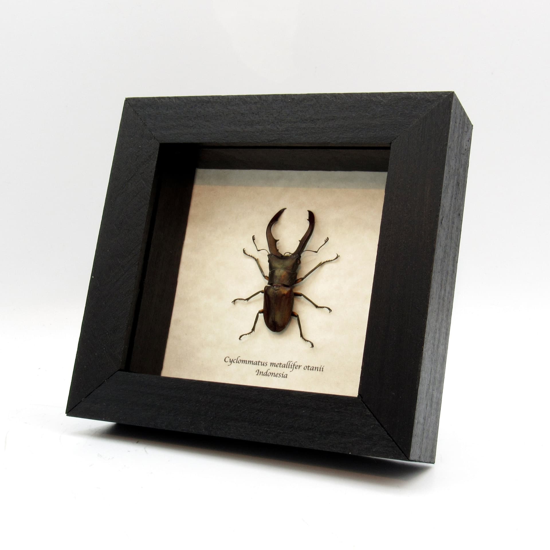 Real bronze Stag beetle framed taxidermy - Cyclommatus metallifer otanii