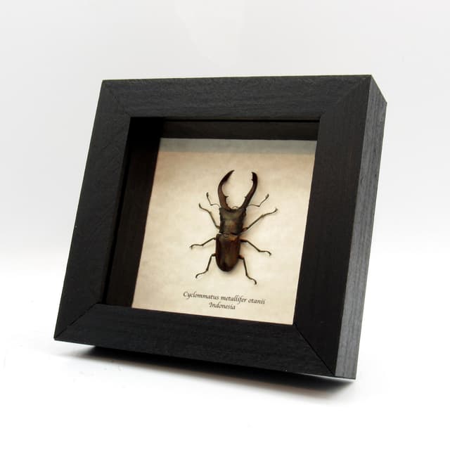 Real bronze Stag beetle framed taxidermy - Cyclommatus metallifer otanii