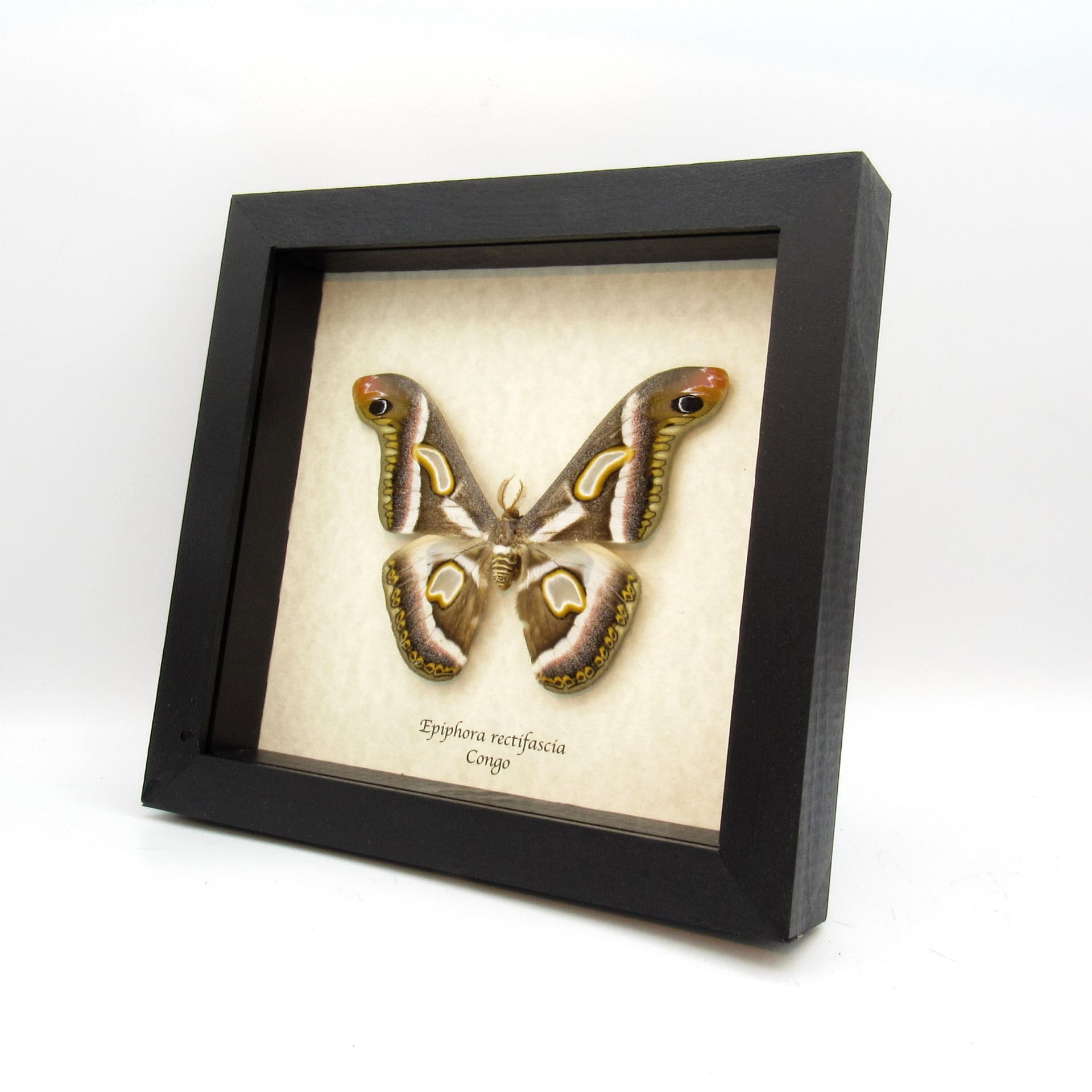 Rare Saturn moth framed taxidermy - Epiphora rectifascia - large size