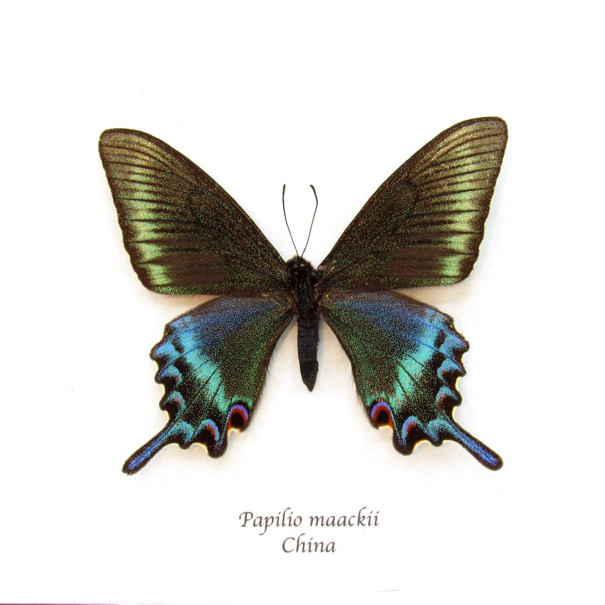 Real Alpine Black Swallowtail framed taxidermy - Papilio maackii - spring form