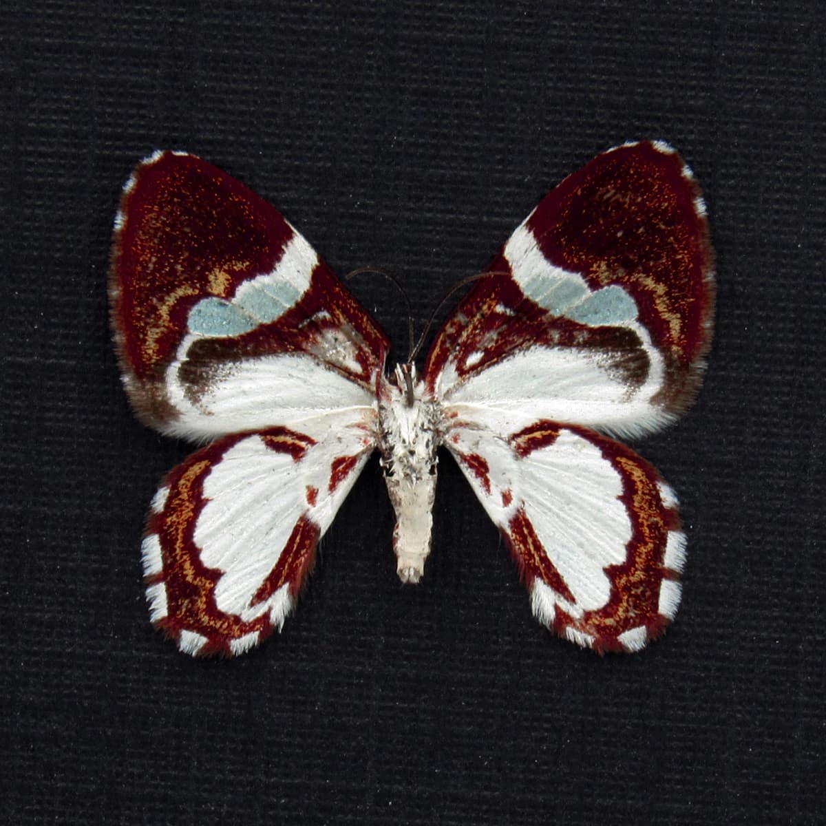Rare Maroon Geometer moth framed taxidermy - Erateina species