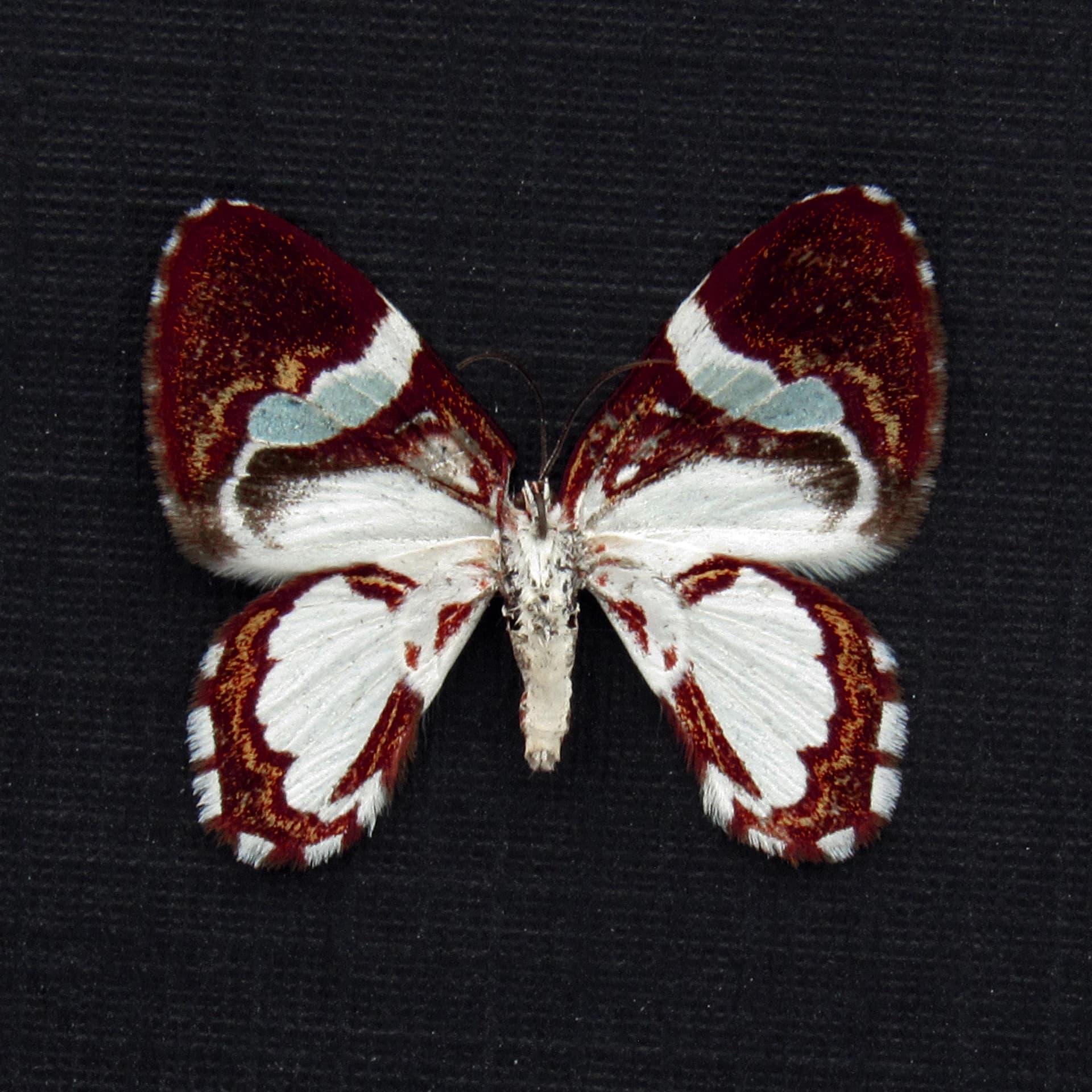 Rare Maroon Geometer moth framed taxidermy - Erateina species