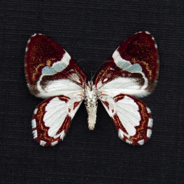 Rare Maroon Geometer moth framed taxidermy - Erateina species