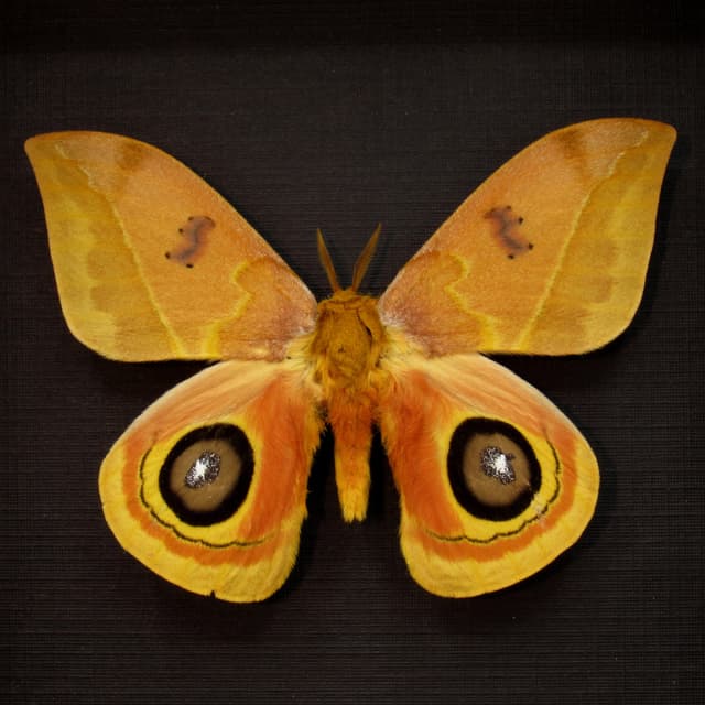 Real Saturn moth framed taxidermy - Automeris tridens