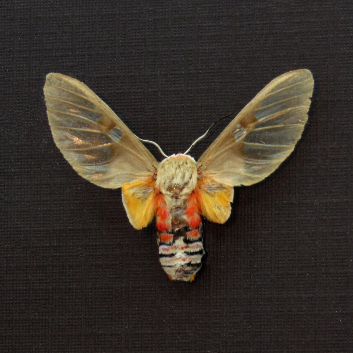 Rare Erebid moth framed taxidermy - Balacra elegans
