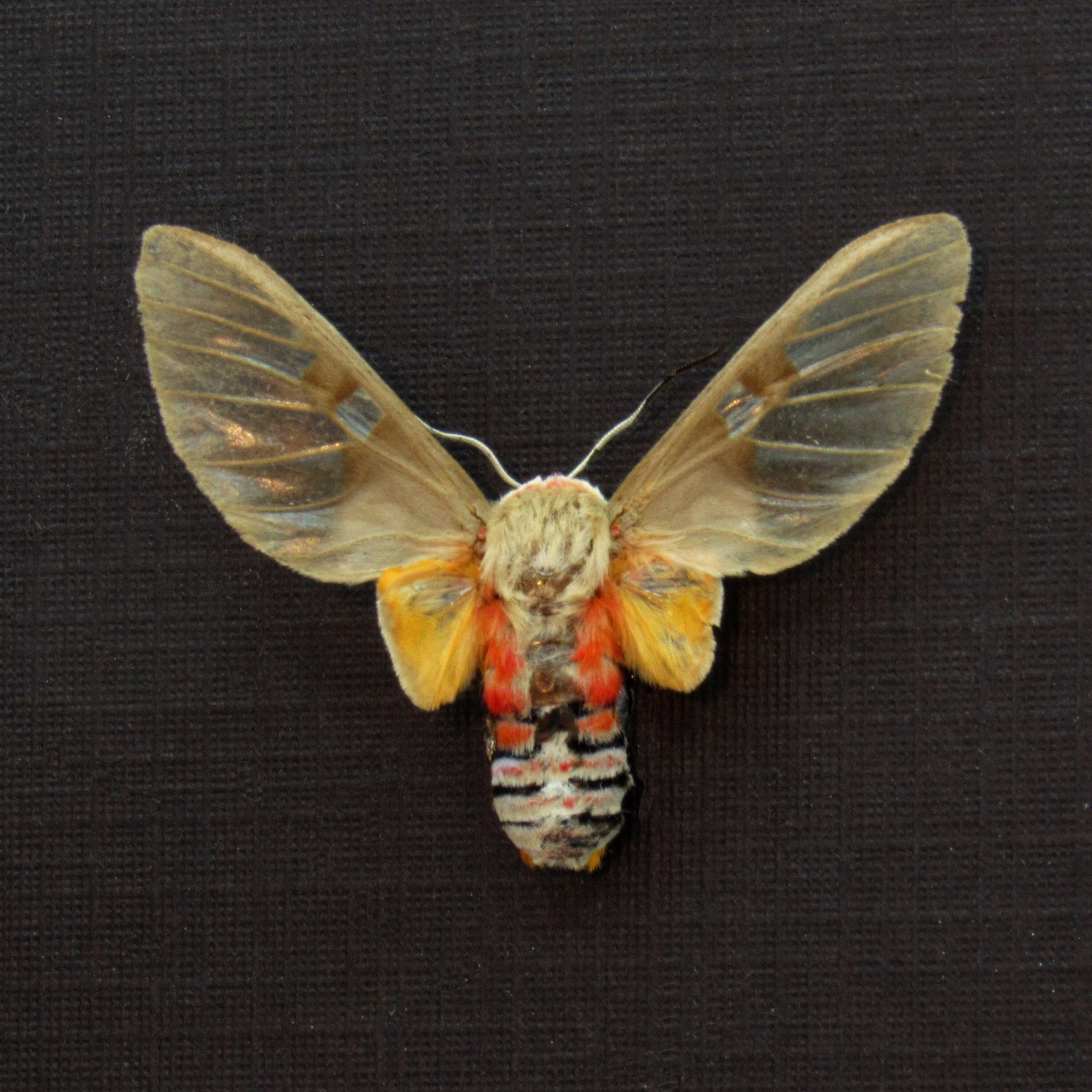 Rare Erebid moth framed taxidermy - Balacra elegans