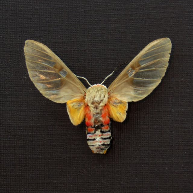 Rare Erebid moth framed taxidermy - Balacra elegans