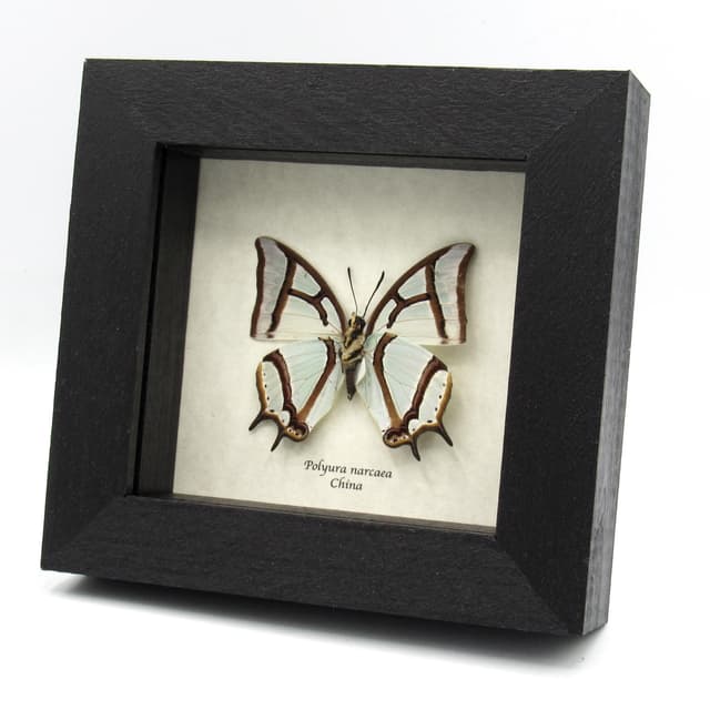 Real pearlescent green Nawab butterfly framed taxidermy - Polyura narcaea