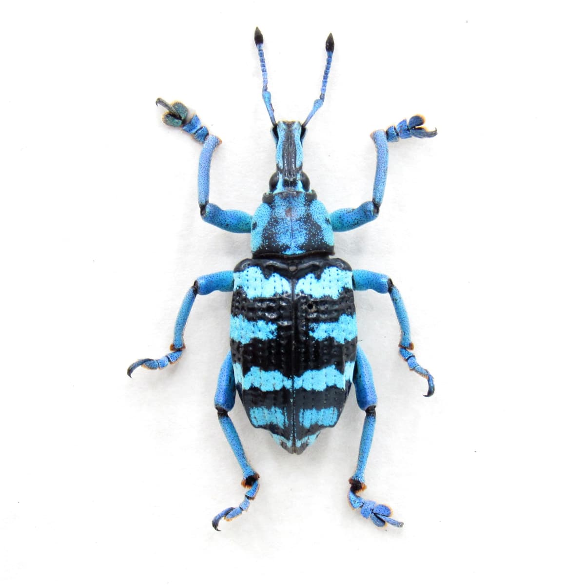 Real blue metallic weevil framed taxidermy - Eupholus linnei - large - nice color form