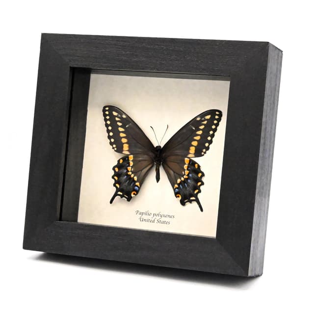 Real Eastern Black Swallowtail butterfly framed taxidermy - Papilio polyxenes