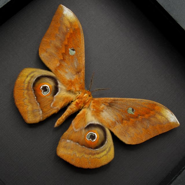 Real Giant Saturn moth framed taxidermy - Salassa thespis