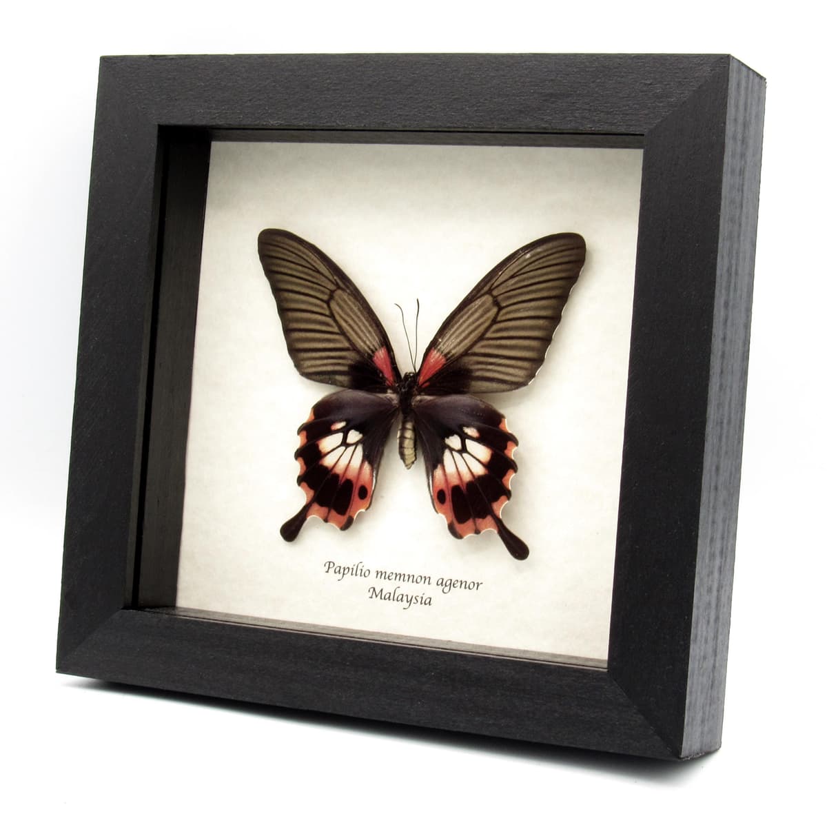Real Great Mormon butterfly framed taxidermy - Papilio memnon agenor - female