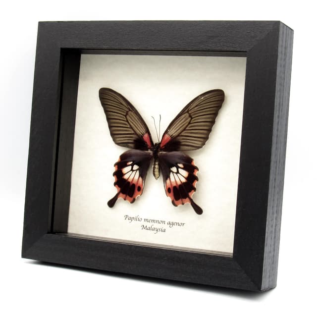 Real Great Mormon butterfly framed taxidermy - Papilio memnon agenor - female