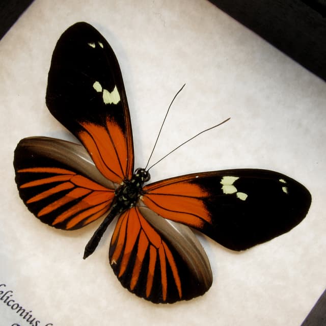 Large real red Longwing butterfly framed taxidermy - Heliconius burneyi
