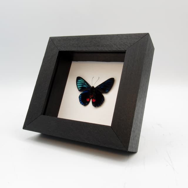 Real metallic butterfly framed taxidermy - Necyria duellona - Victorian mount