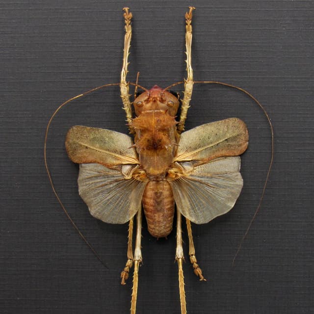 Giant Dragon Headed Katydid framed taxidermy - Lesina ensifera