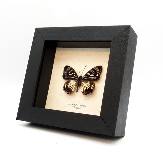 Rare Painted Courtesan butterfly framed taxidermy - Euripus consimilis eurinus