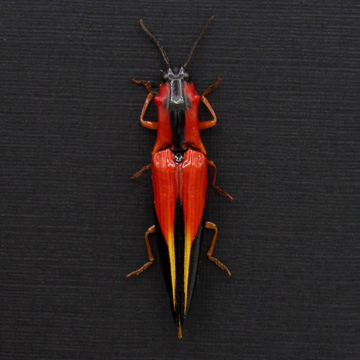 Rare Flame Red Click beetle framed taxidermy - Semiotus sanguinicollis