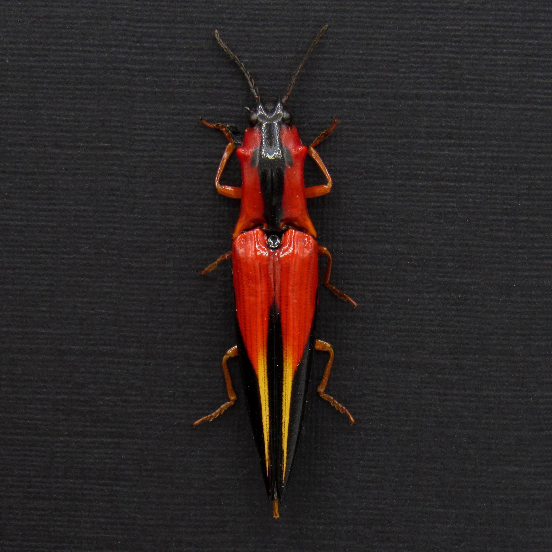 Rare Flame Red Click beetle framed taxidermy - Semiotus sanguinicollis