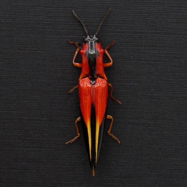 Rare Flame Red Click beetle framed taxidermy - Semiotus sanguinicollis