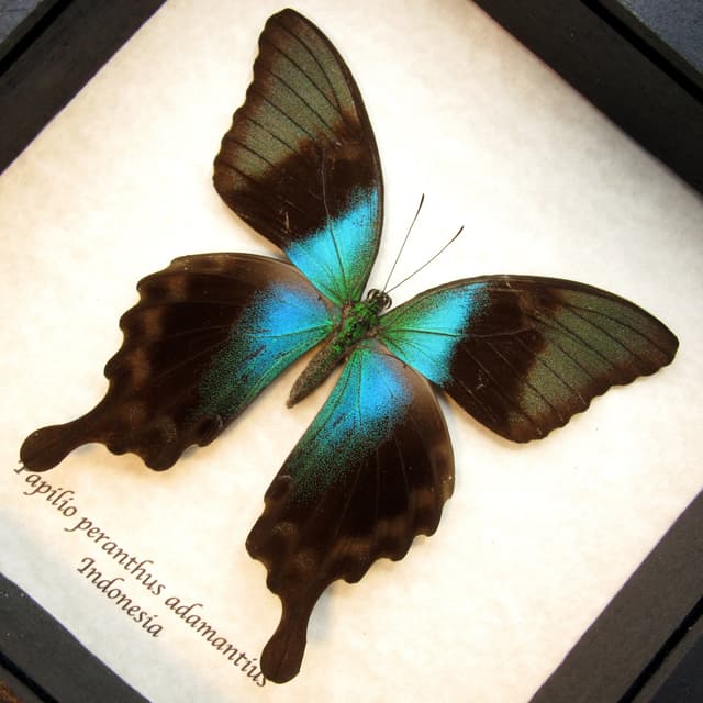 Real blue swallowtail framed taxidermy - Papilio peranthus adamantius - female