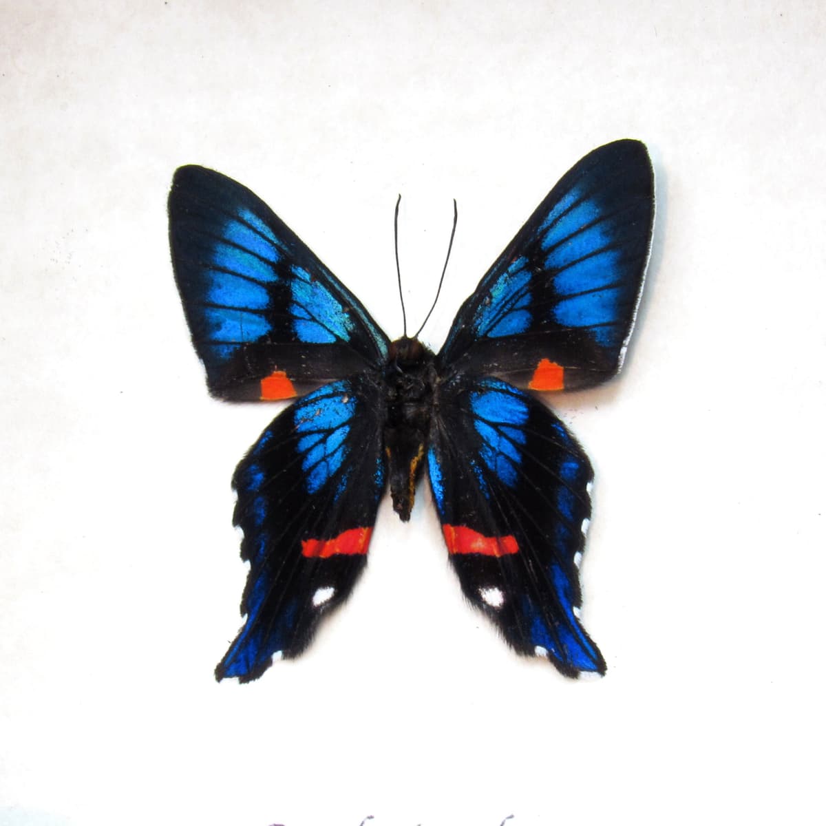 Real metallic butterfly framed taxidermy - Ancyluris aulestes
