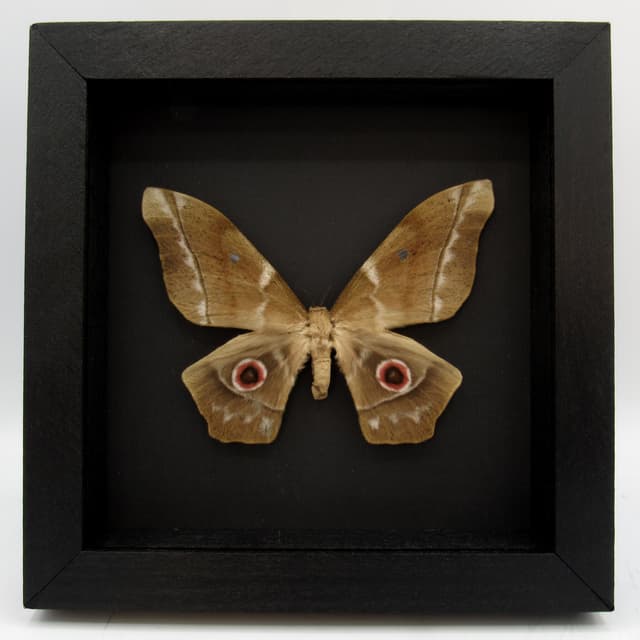 Real XL Saturn moth framed taxidermy - Imbrasia truncata - female