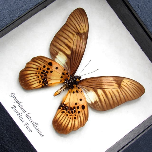 Real bronze butterfly framed taxidermy - Graphium latreillianus