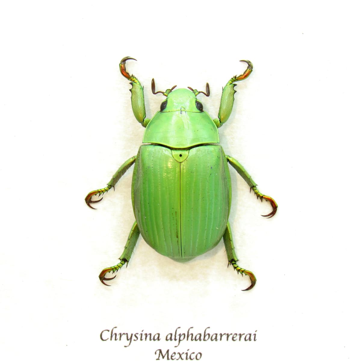Real green Jewel Scarab beetle framed taxidermy - Chrysina alphabarrerai