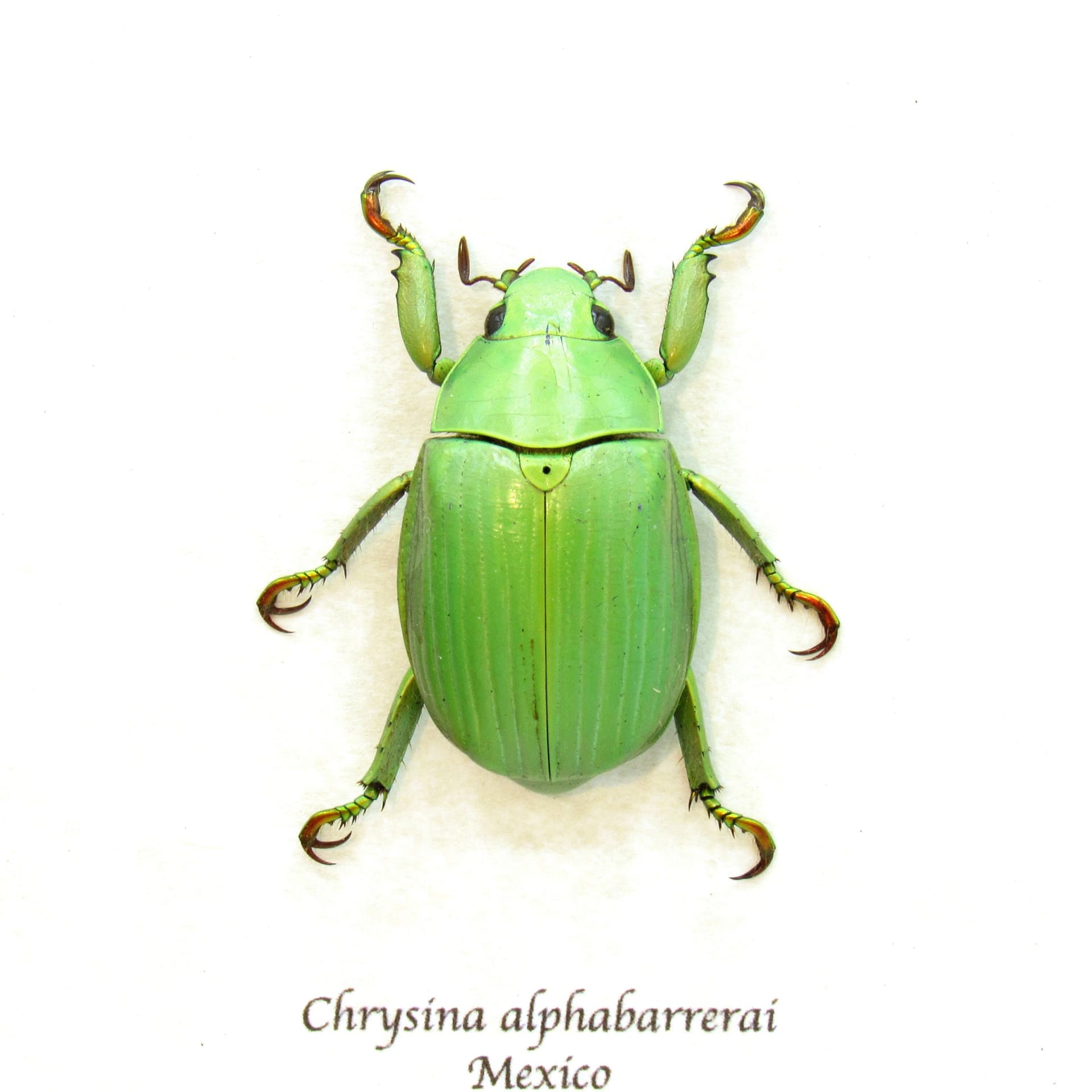 Real green Jewel Scarab beetle framed taxidermy - Chrysina alphabarrerai