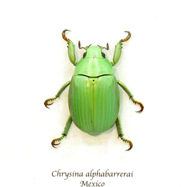 Real green Jewel Scarab beetle framed taxidermy - Chrysina alphabarrerai