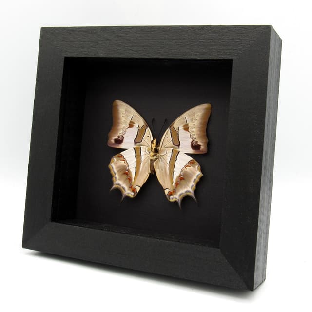 Real pearlescent Nawab butterfly framed taxidermy - Polyura schreiber - large female