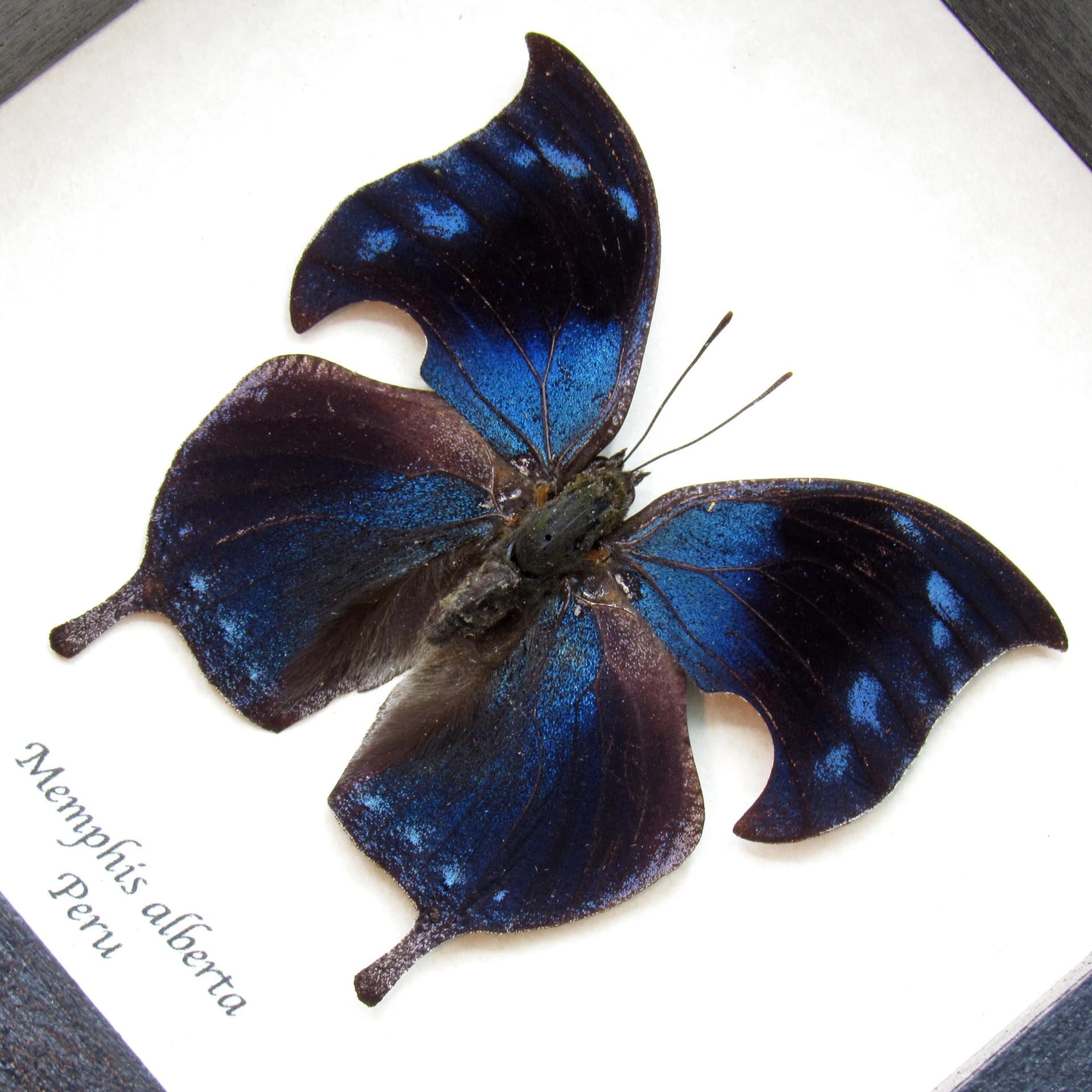 Rare Blue Hatchet Wing butterfly framed taxidermy - Memphis alberta