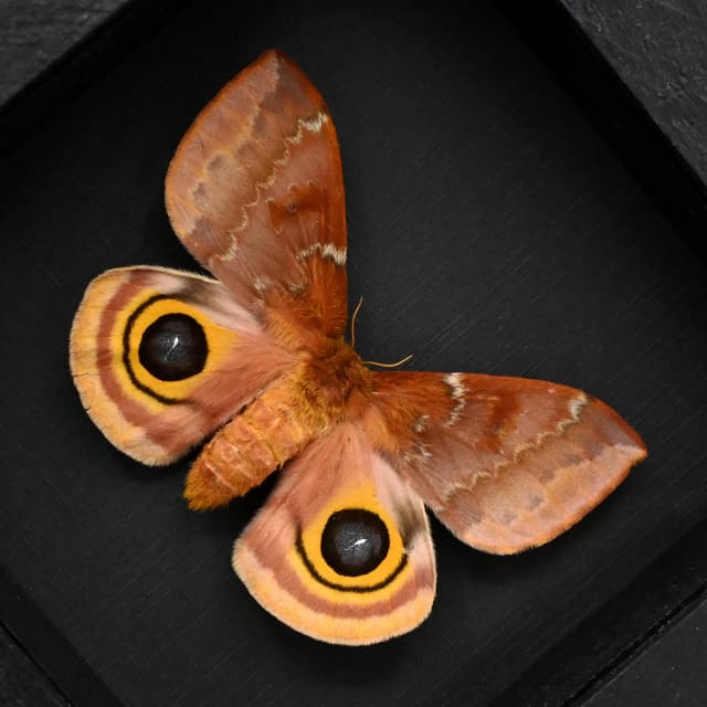 Real Io moth framed taxidermy - Automeris io - large female