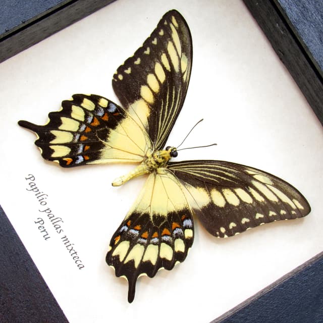 Rare Broad Banded Swallowtail butterfly framed specimen - Papilio pallas mixteca