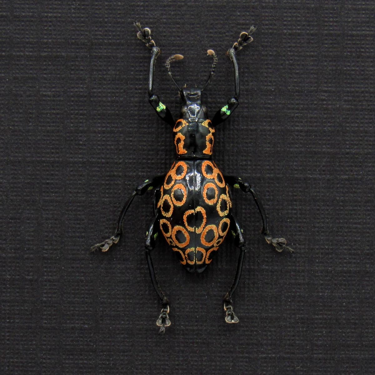 WEEVIL MANIA - Real metallic green beetle framed - Pachyrhynchus ocellatus - peach form