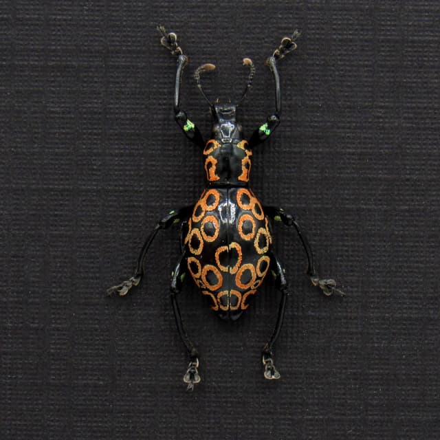WEEVIL MANIA - Real metallic green beetle framed - Pachyrhynchus ocellatus - peach form