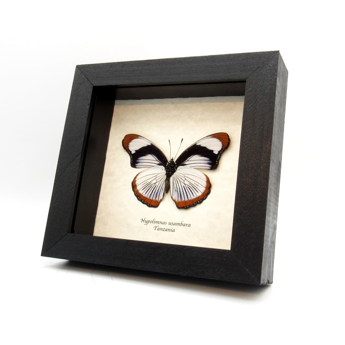 Rare Red Spot Diadem butterfly framed taxidermy - Hypolimnas usambara