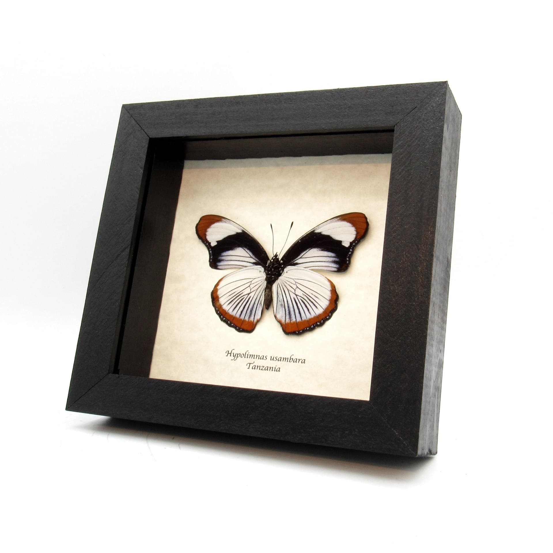 Rare Red Spot Diadem butterfly framed taxidermy - Hypolimnas usambara