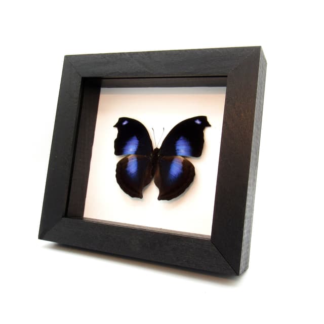 Real Great Blue Hookwing butterfly framed taxidermy - Napeocles jucunda