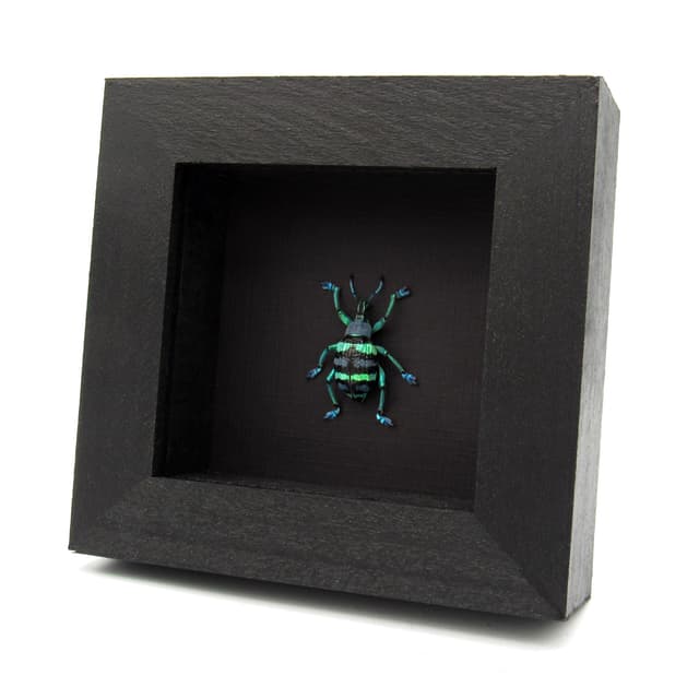 Real metallic weevil framed taxidermy - Eupholus mimikanus