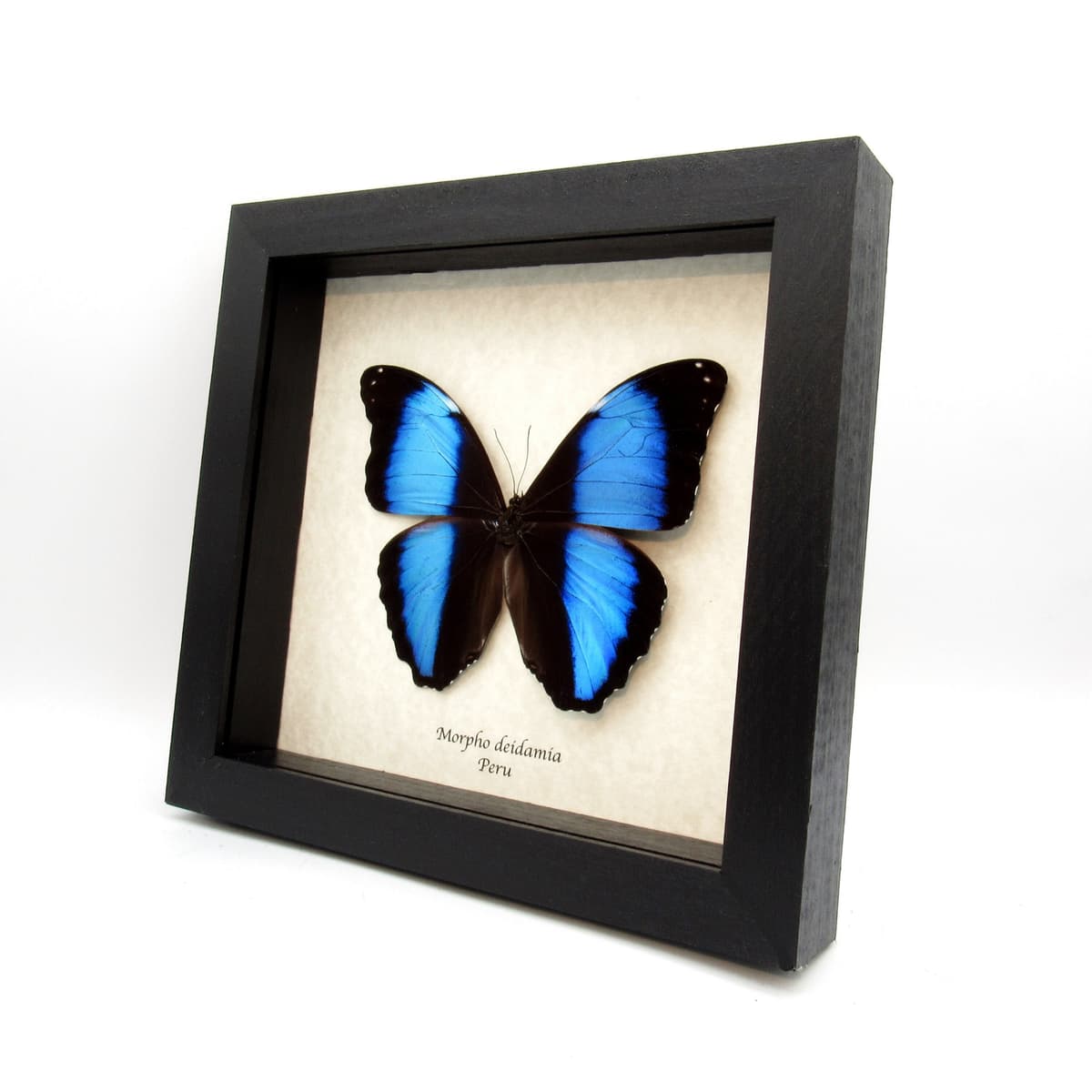 Real blue Morpho butterfly framed taxidermy - Morpho deidamia