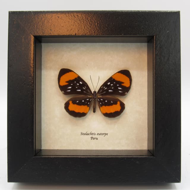 Real framed taxidermy butterfly - Stalachtis euterpe