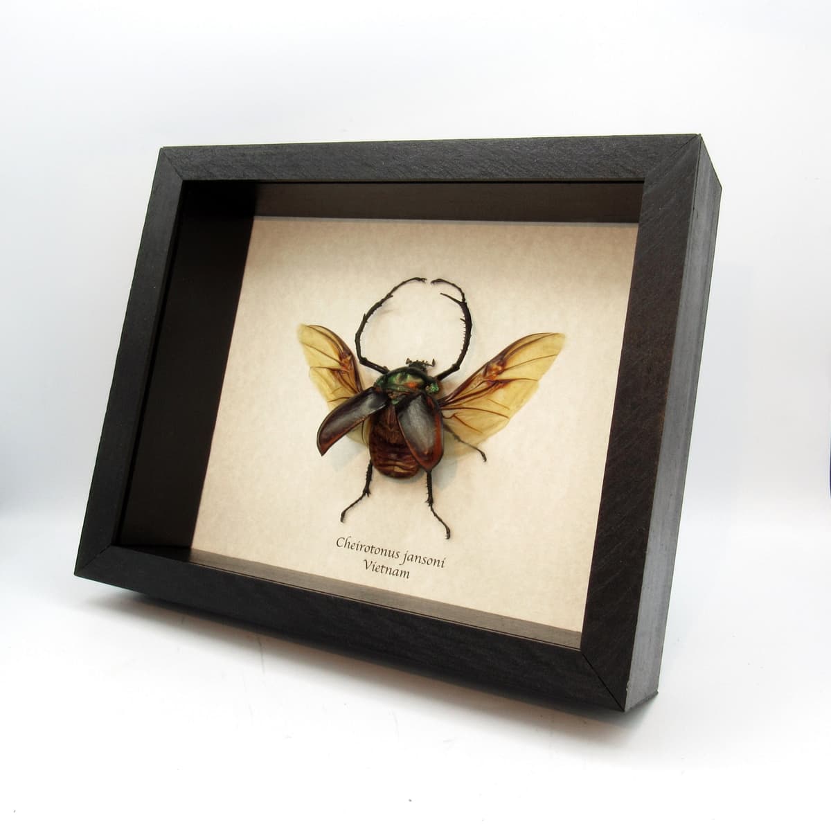 Giant Long-armed Scarab beetle framed taxidermy - Cheirotonus jansoni